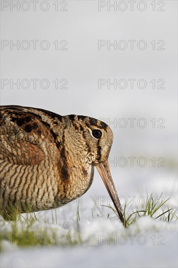 Eurasian woodcock