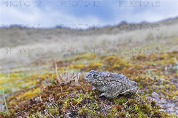 Natterjack toad