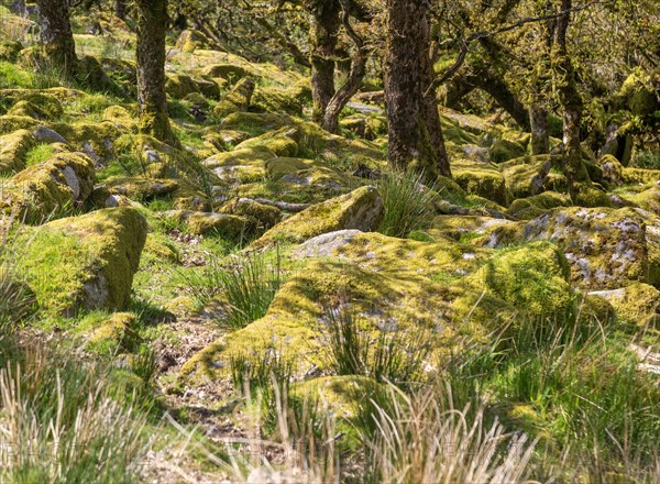 Trees in upland oakwood moss covered granite boulders