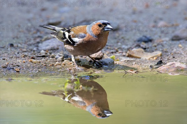 Common chaffinch