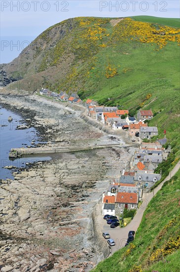 Crovie