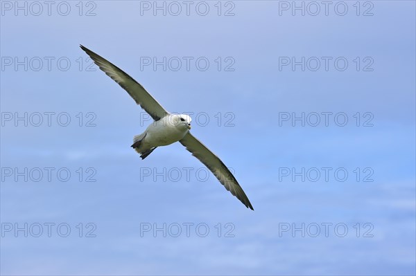 Northern Fulmar