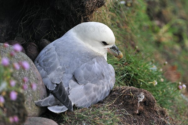 Northern Fulmar