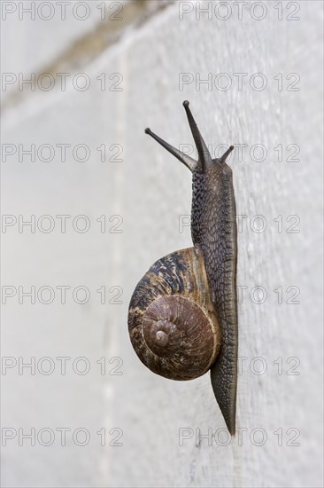 Common garden snail