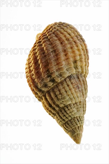 Netted dog whelk