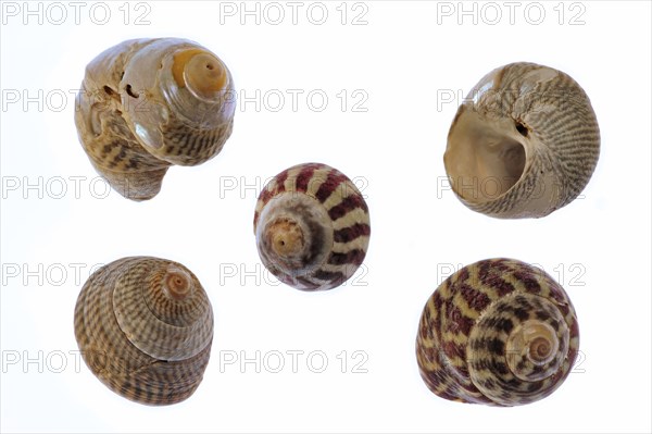 Collection of Trochidae with Pennant's top shell