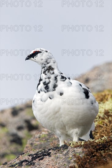 Rock ptarmigan