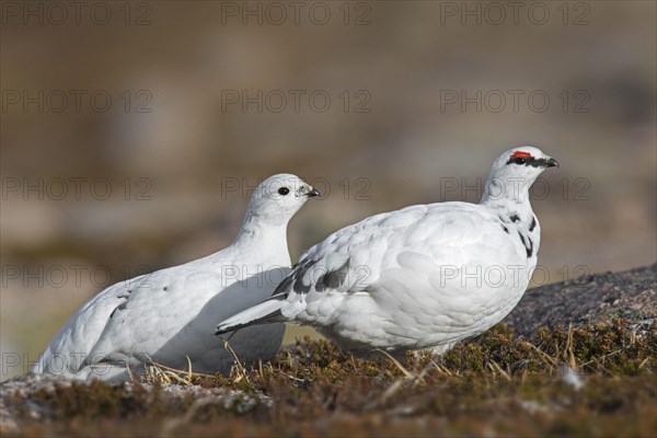 Rock ptarmigan