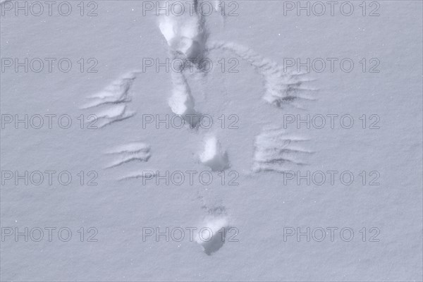 Rock ptarmigan