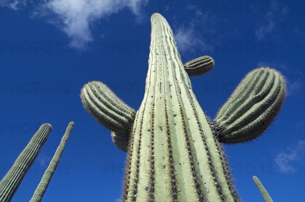 Saguaro