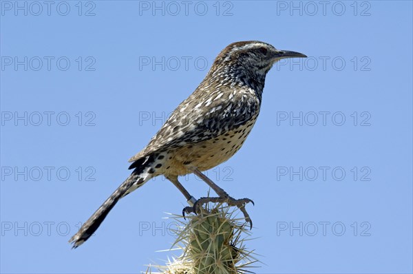 Cactus wren