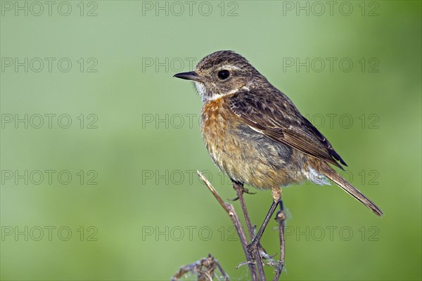 European Stonechat