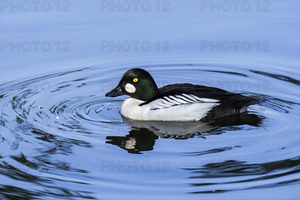 Common goldeneye