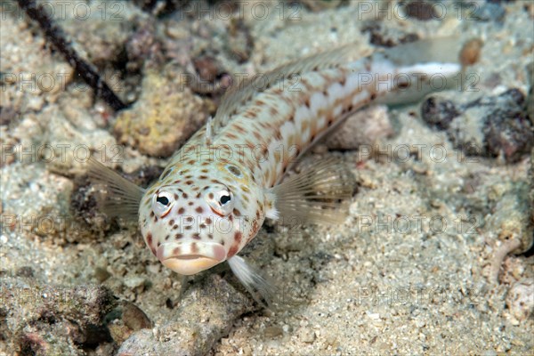 Close-up of ear-spotted sand bass