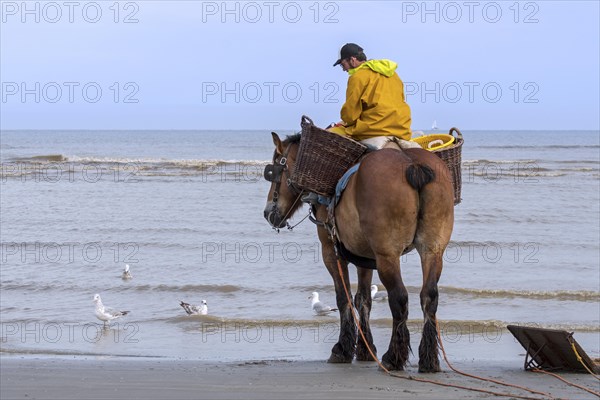 Shrimper on draught horse