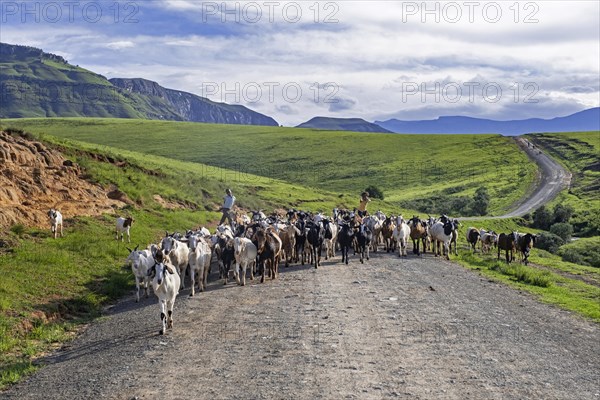 Drakensberg Mountain Range and black children herding goats along road in the countryside of the Injisuthi area in KwaZulu-Natal