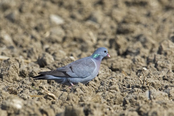 Stock dove