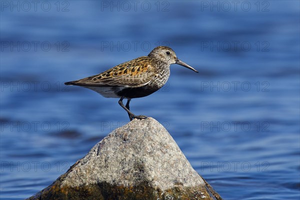 Dunlin