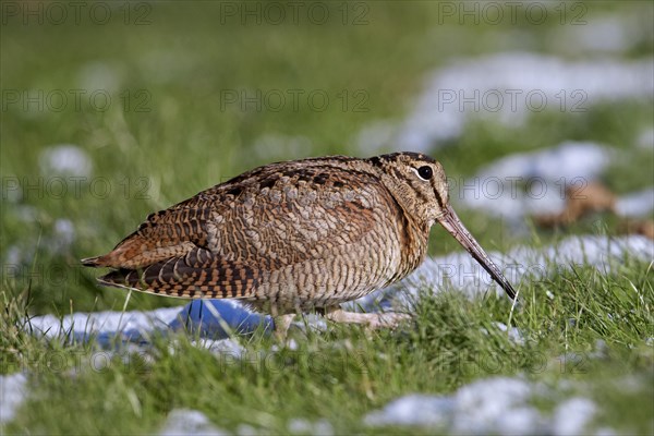 Eurasian woodcock