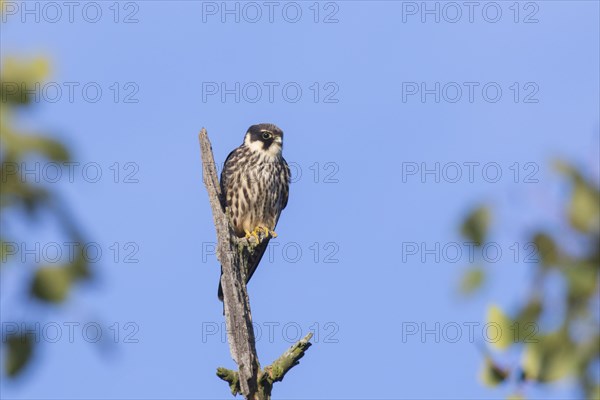 Eurasian hobby