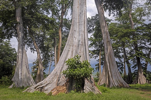 Abbey trees