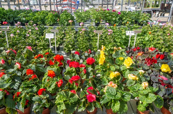 Potted begonia plants on display inside glasshouse of plant nursery