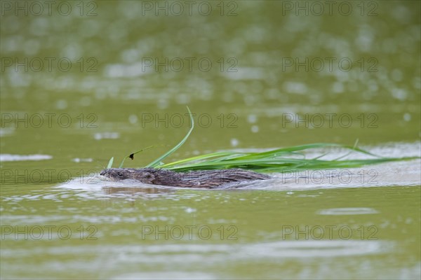 Muskrat