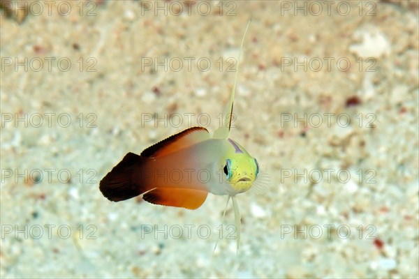 View in half profile half lateral from front of red fire goby