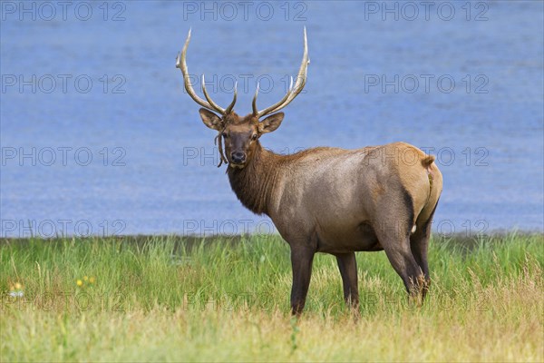 Elk