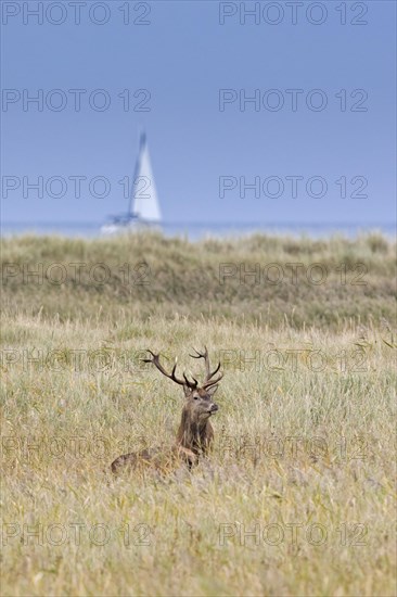 Red deer