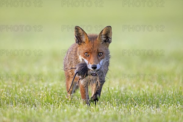 Red fox