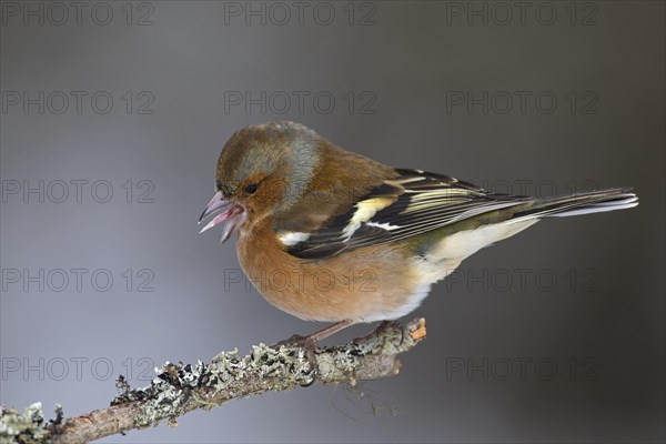 Common chaffinch