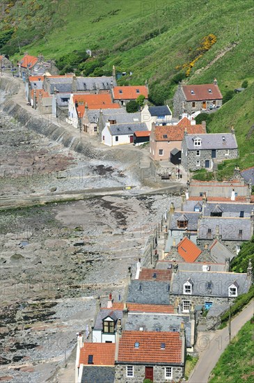 Crovie