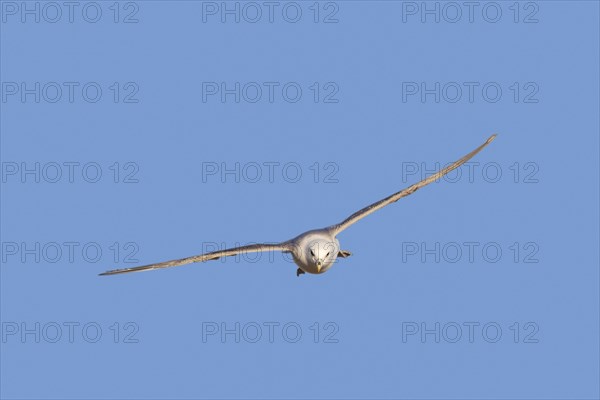 Northern fulmar