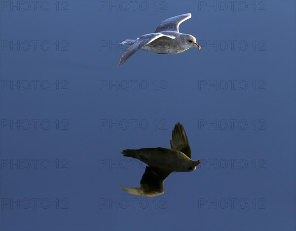 Northern fulmar