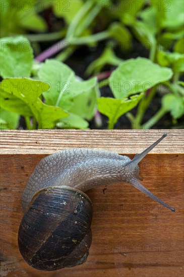 Common garden snail