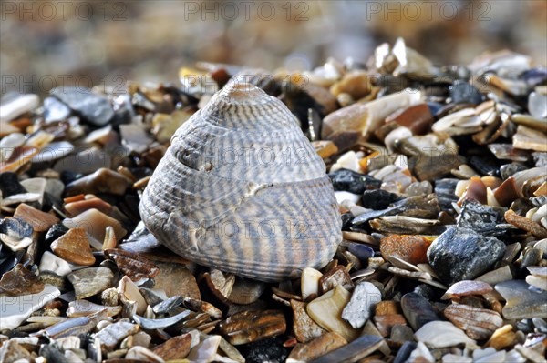 Grey top shell