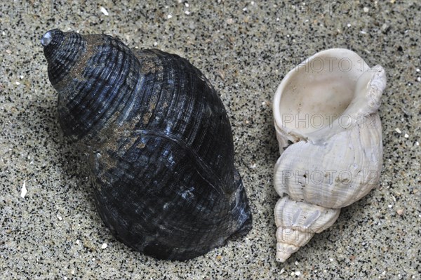 Common whelk