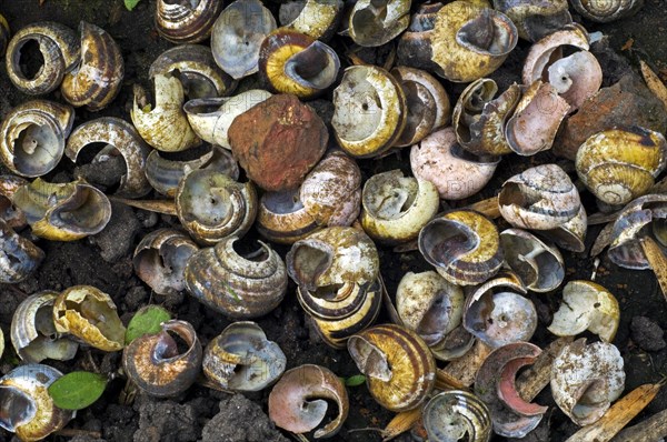 Anvil stone and broken shells of grove snails