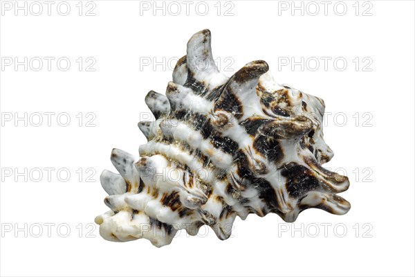 (Vasum turbinellus), tropical sea snail, marine gastropod mollusk native to the Indo-Pacific Ocean on white background
