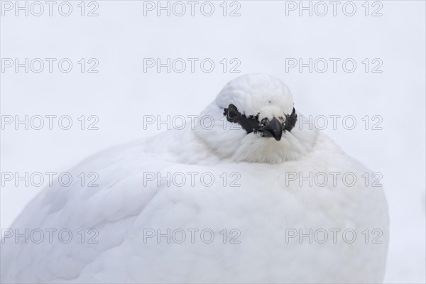 Rock ptarmigan