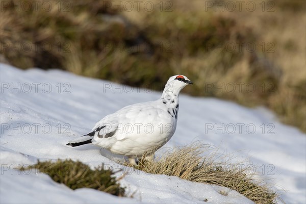 Rock ptarmigan