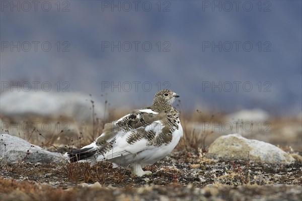 Rock ptarmigan