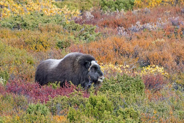 Muskox