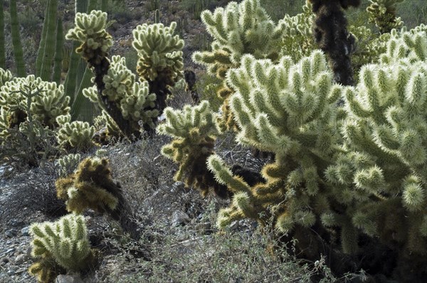 Teddybear Cholla