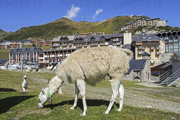 Llamas grazing in the village La Mongie