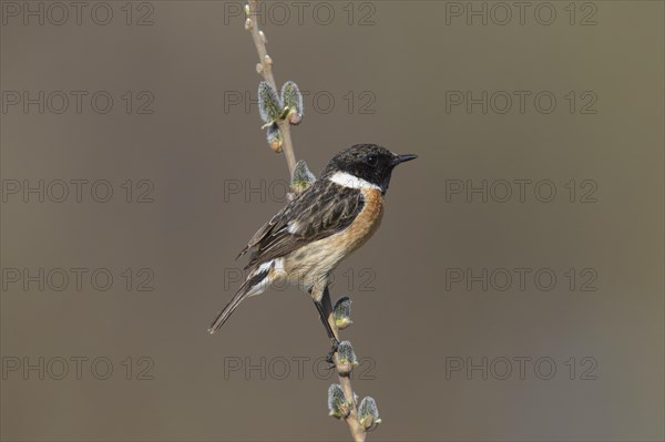 European stonechat