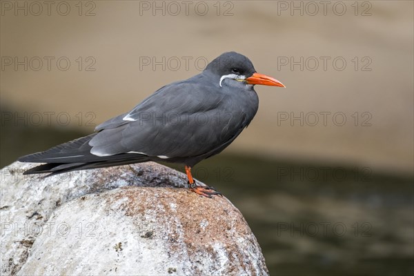 Inca tern