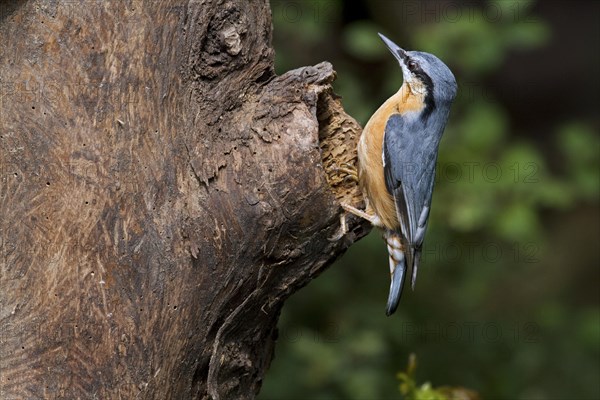 Eurasian nuthatch