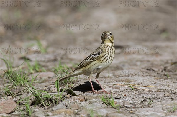 Tree pipit